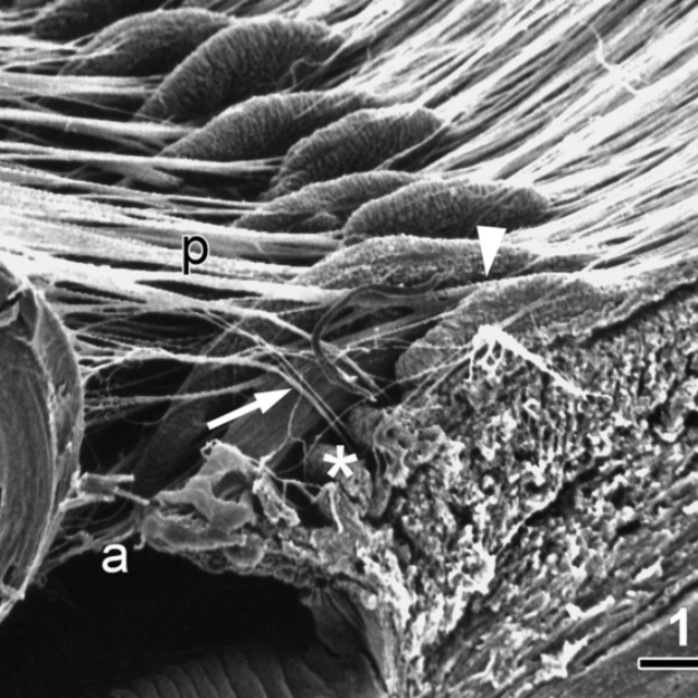 Роль циліарного тіла у підтриманні життєдіяльності ока