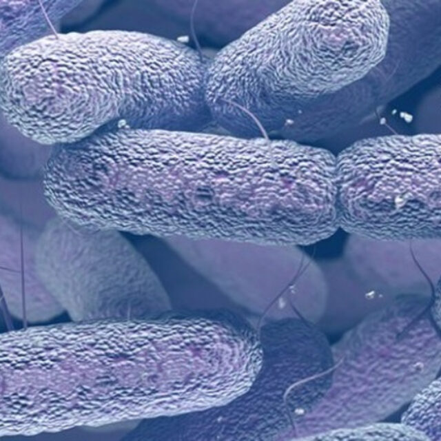 Сліпота від деяких генетичних захворювань очей може бути спричинена бактеріями кишечника