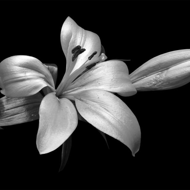 Вчені пояснили як мозок розпізнає різні зображення, навіть ті, що не мають кольору