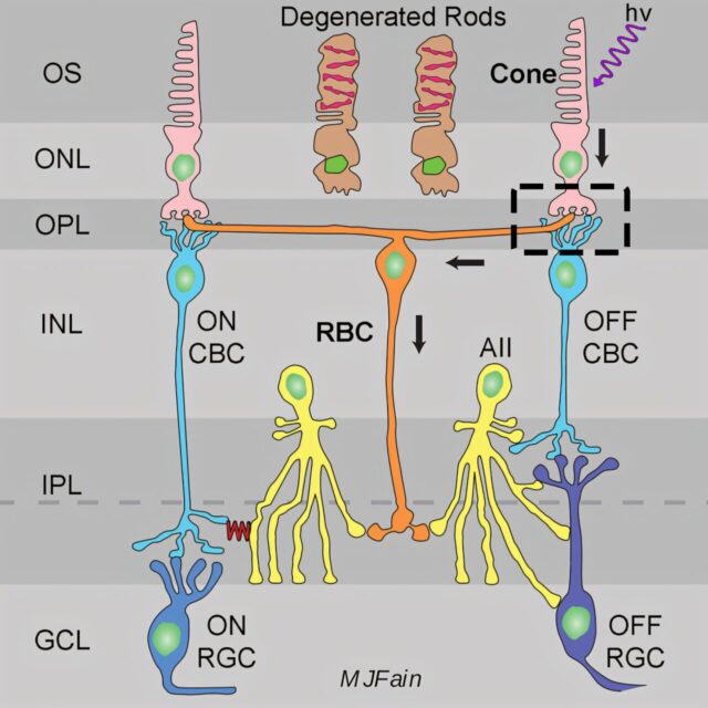 Сітківка здатна до переналаштування при пігментному ретиніті — нові перспективи для збереження зору